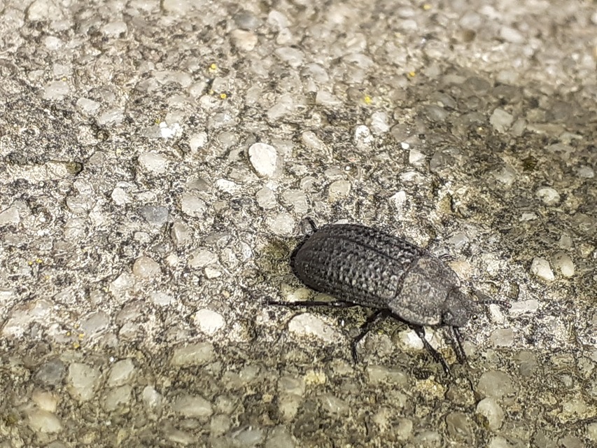 Opatrum sabulosum - sároshátú gyászbogár