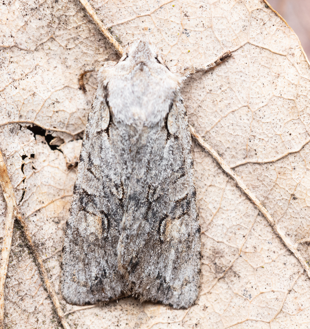 Lithophane ornitopus - közönséges fabagoly