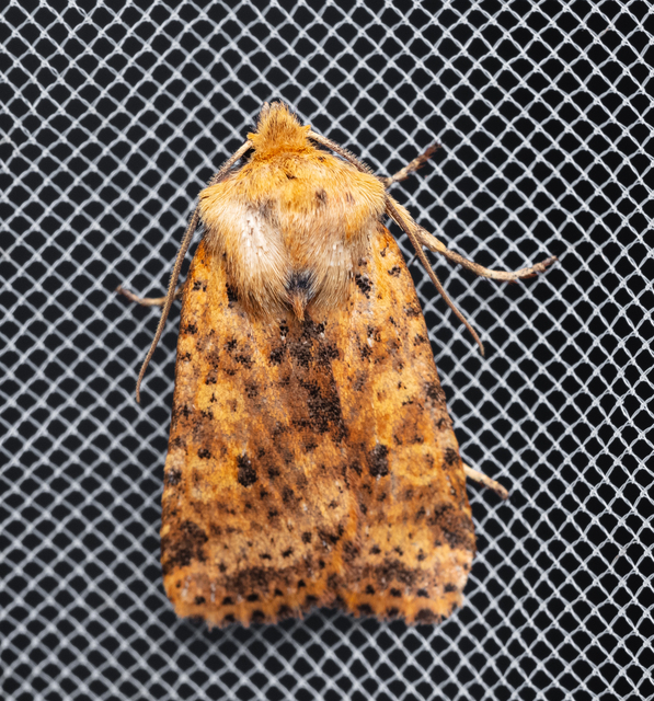Conistra rubiginea - vörös őszibagoly