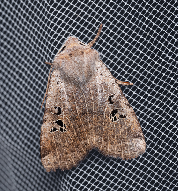 Conistra rubiginosa - szürke télibagoly