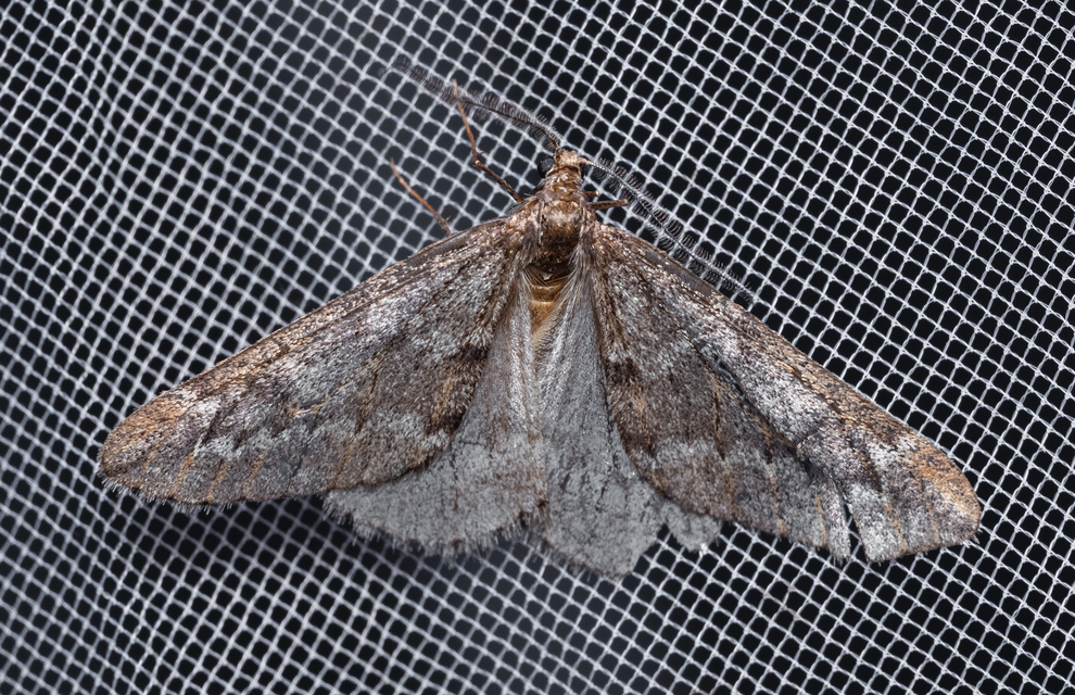 Alsophila aescularia - vadgesztenye-araszoló