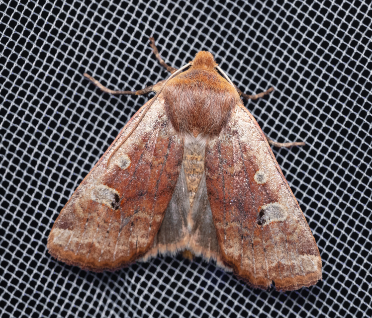 Conistra erythrocephala - vörösfejű őszibagoly
