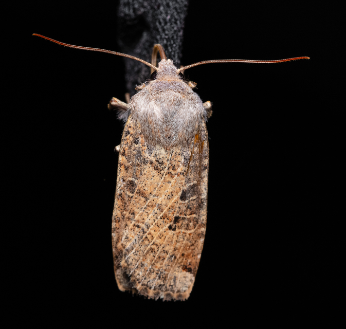 Conistra veronicae - veronika-őszibagoly