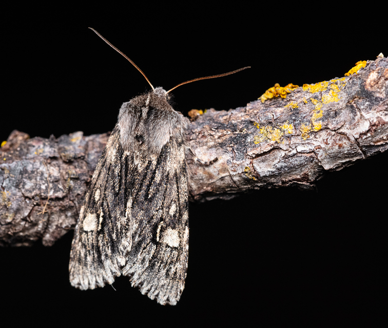 Brachionycha nubeculosa - zömök fésűsbagoly