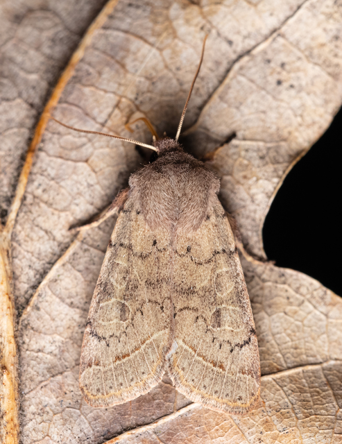 Orthosia cerasi - közepes barkabagoly