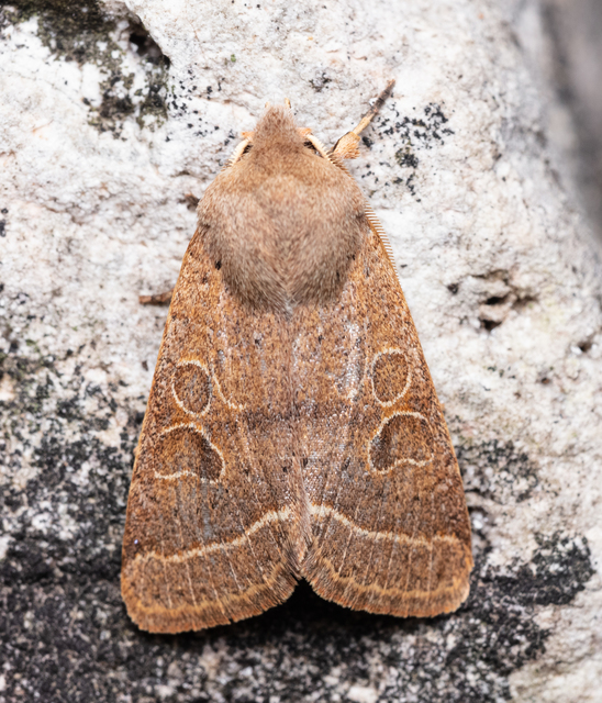 Orthosia cerasi - közepes barkabagoly
