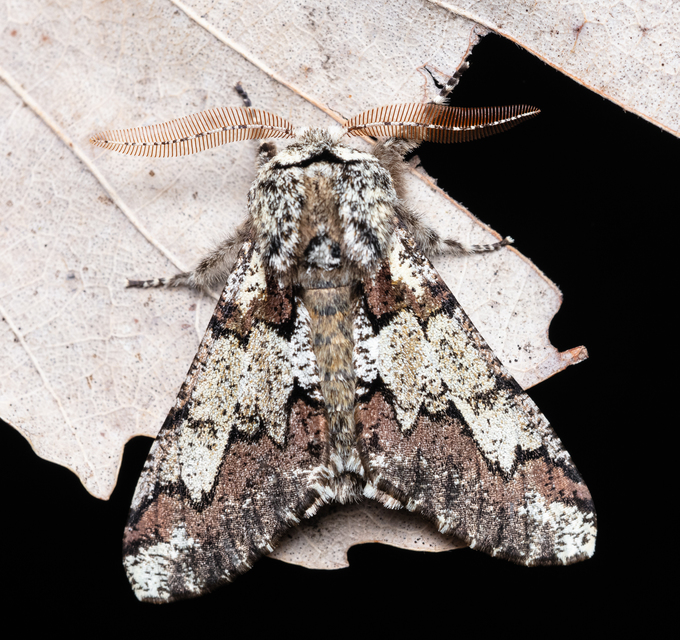 Biston strataria - barnapettyes araszoló
