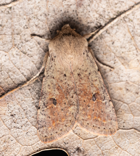 Orthosia cruda - kis barkabagoly