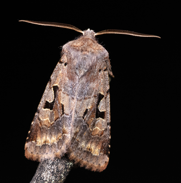 Orthosia gothica - feketefoltos barkabagoly