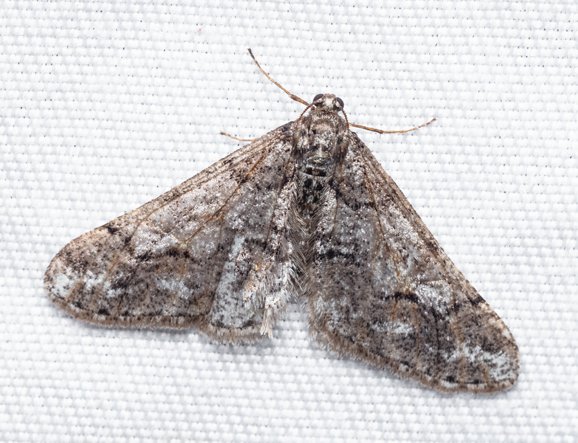 Agriopis leucophaearia - tölgy-tavasziaraszoló