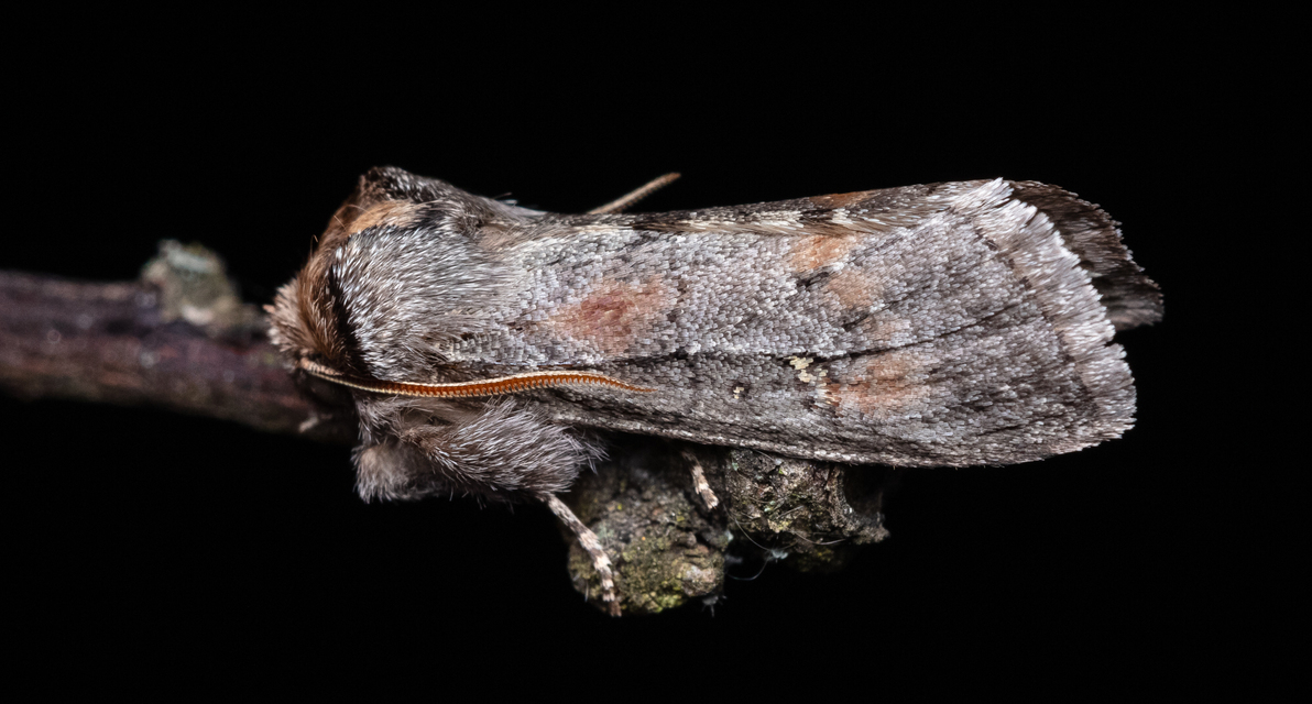 Asphalia ruficollis - vörösnyakú pihésszövő