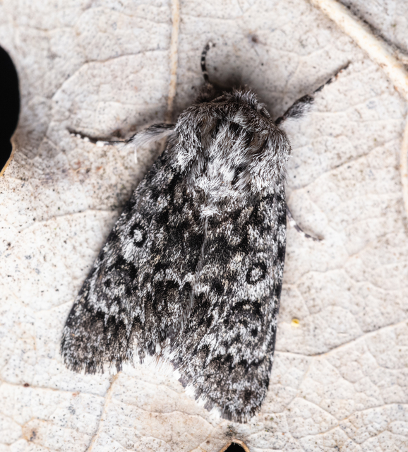 Acronicta euphorbiae - kutyatej-szigonyosbagoly