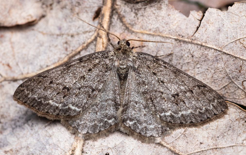 Ectropis crepuscularia - avararaszoló