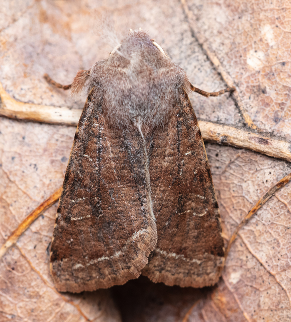 Orthosia incerta - változékony barkabagoly