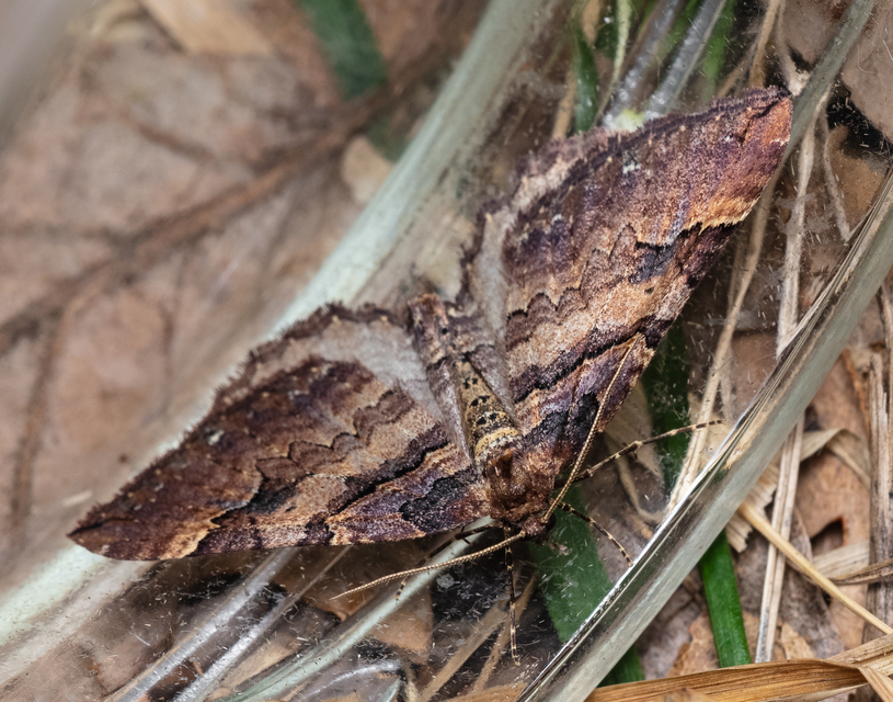 Earophila badiata - csipkerózsa-araszoló
