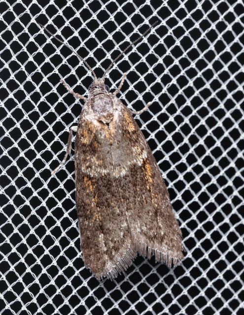 Tortricodes alternella - tavaszi sodrómoly
