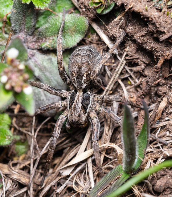 Araneae - Pókok