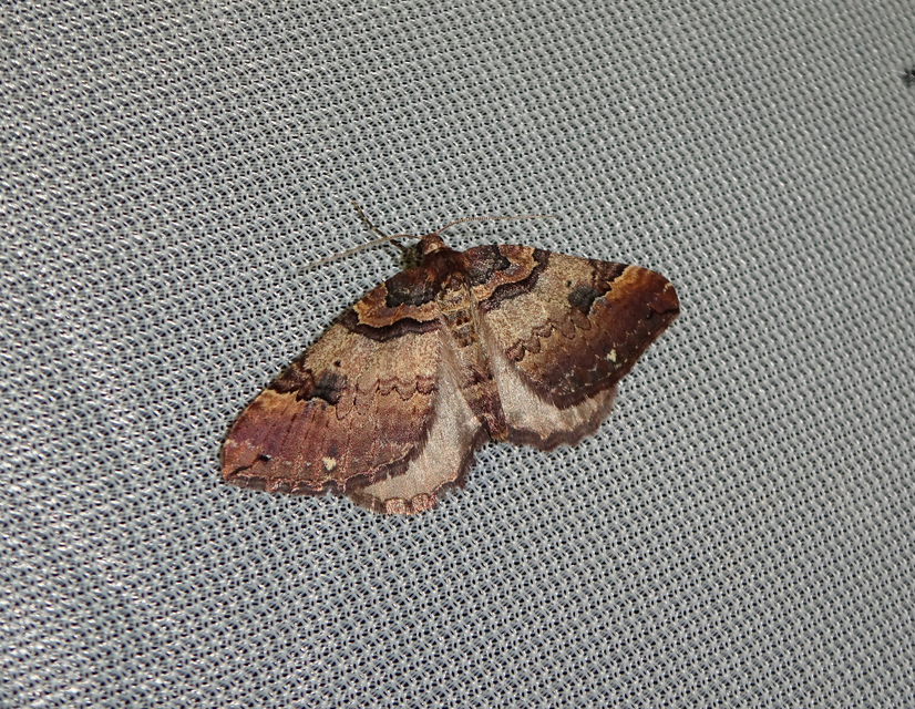 Earophila badiata - csipkerózsa-araszoló