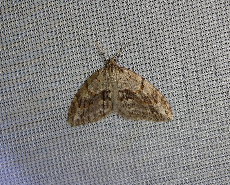Trichopteryx polycommata - kőrisfa-lebenyesaraszoló