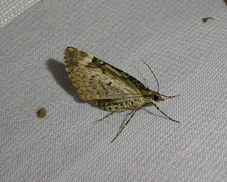 Chloroclysta siterata - salátazöld araszoló