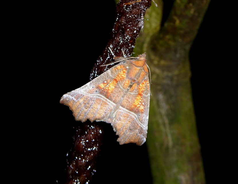 Scoliopteryx libatrix - vörös csipkésbagoly