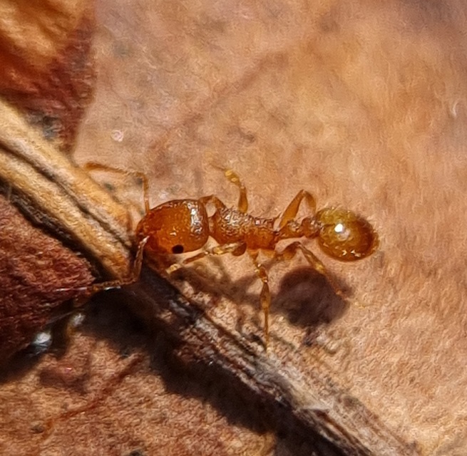 Temnothorax crassispinus - gubacslakó kéreghangya