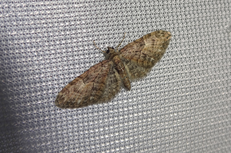 Eupithecia abbreviata - korai törpearaszoló