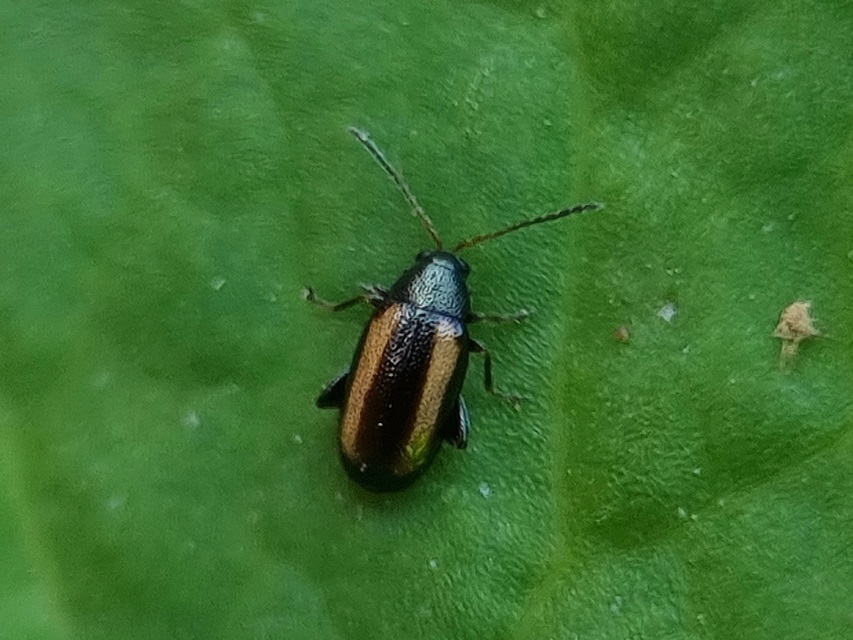 Phyllotreta vittula - muharbolha