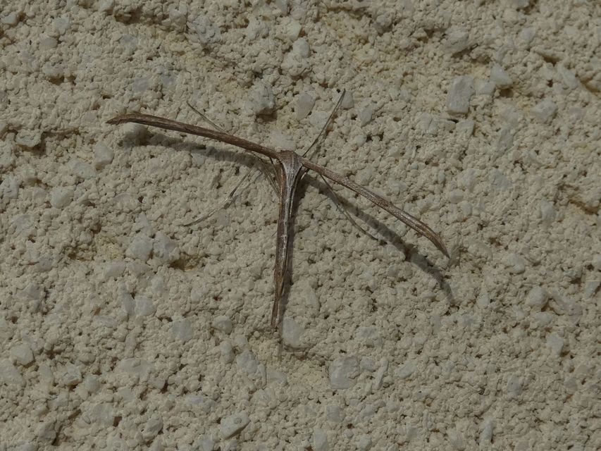 Pterophoridae - tollasmolyfélék