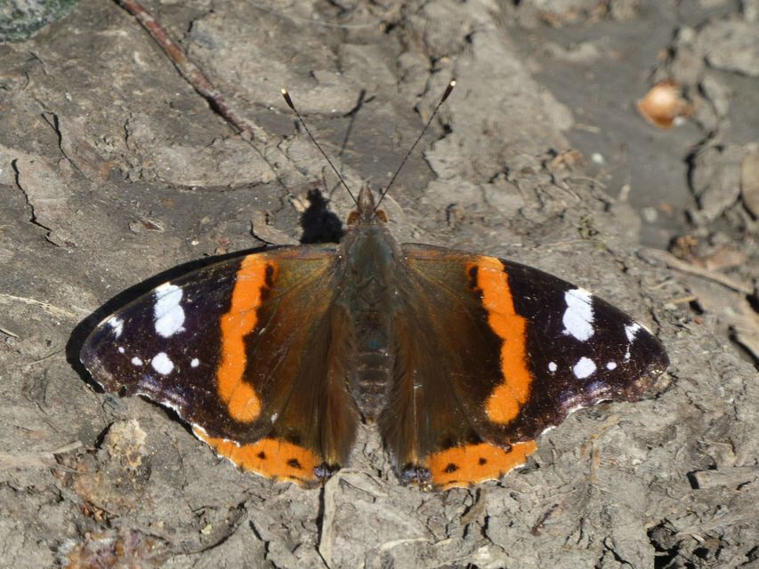 Vanessa atalanta - atalantalepke