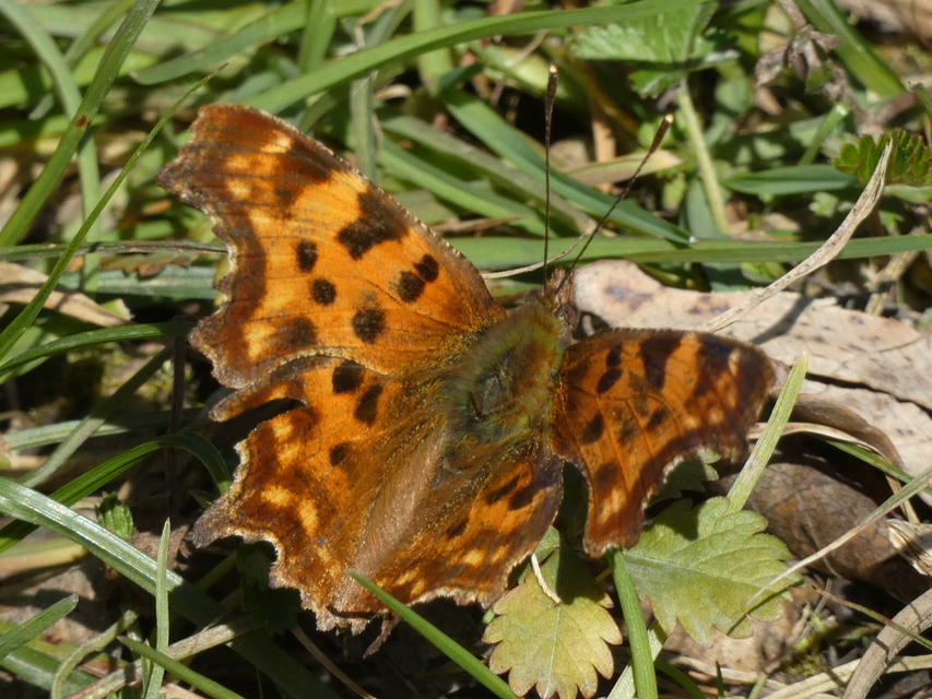 Nymphalis c-album - C-betűs lepke