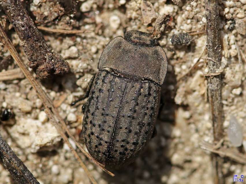 Opatrum sabulosum - sároshátú gyászbogár