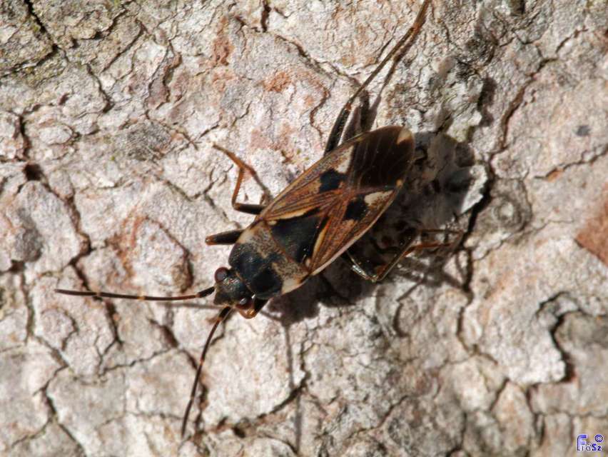 Rhyparochromus vulgaris - közönséges díszesbodobács