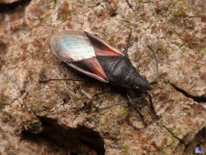 Oxycarenus lavaterae - hársbodobács