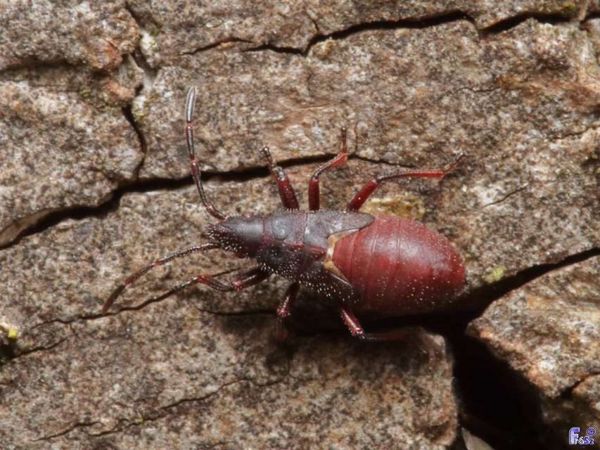 Oxycarenus lavaterae - hársbodobács