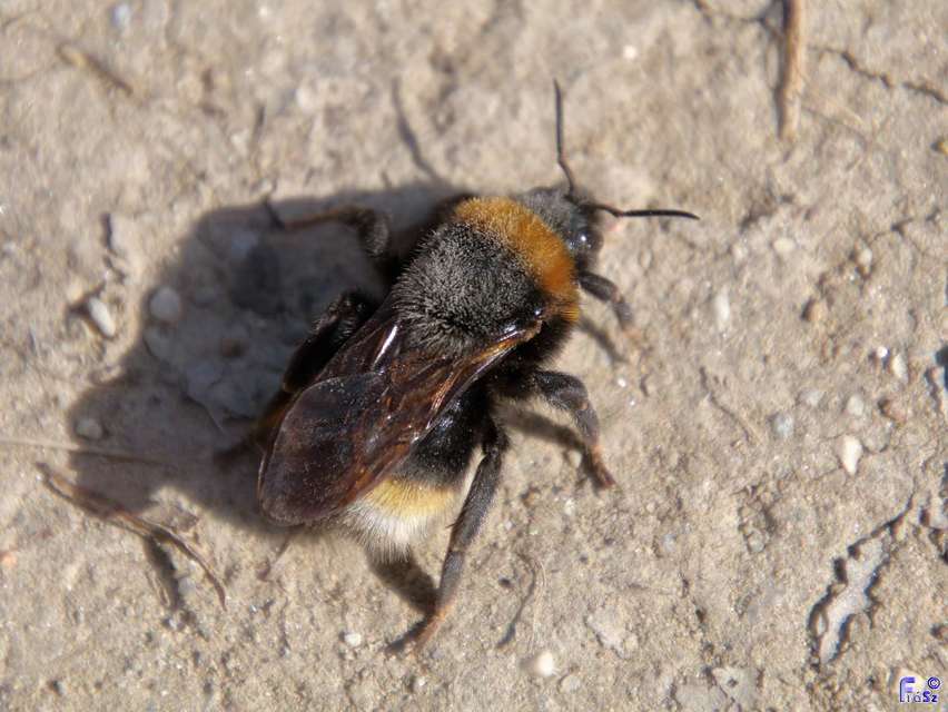 Bombus vestalis