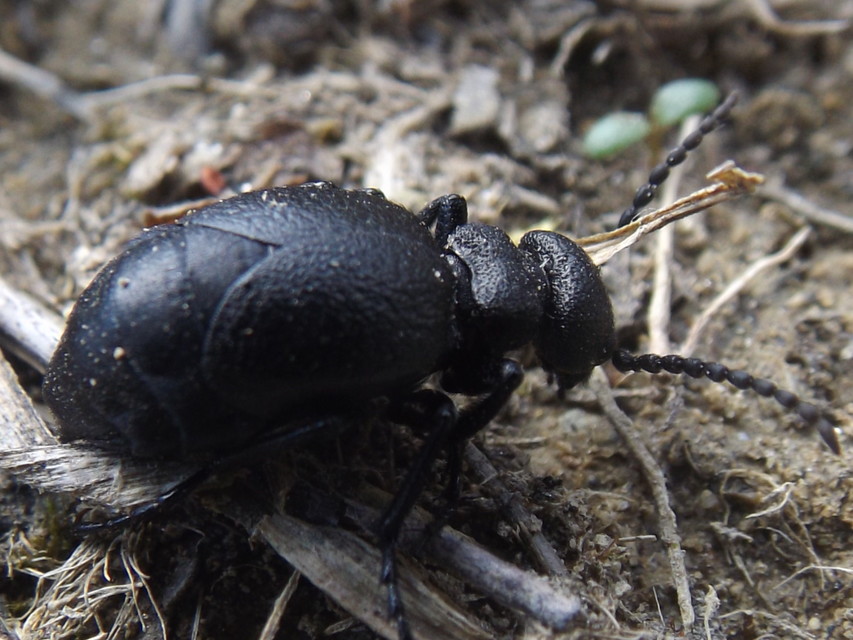 Meloe scabriusculus - érdes nünüke
