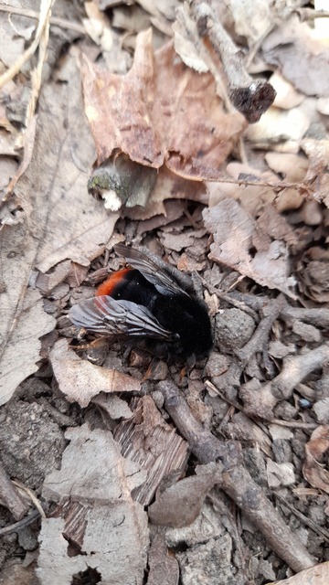 Bombus lapidarius - kövi poszméh