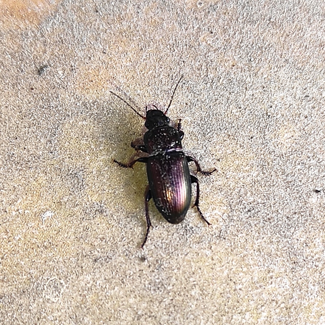 Harpalus distinguendus - mezei lomhafutó