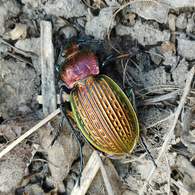 Carabus ulrichii - rezes futrinka