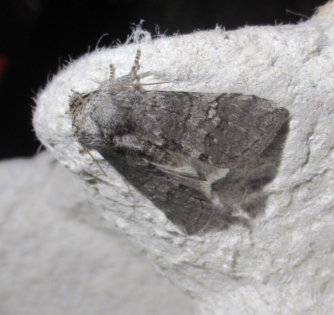 Asphalia ruficollis - vörösnyakú pihésszövő