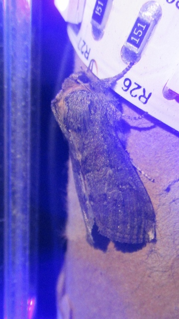 Asphalia ruficollis - vörösnyakú pihésszövő