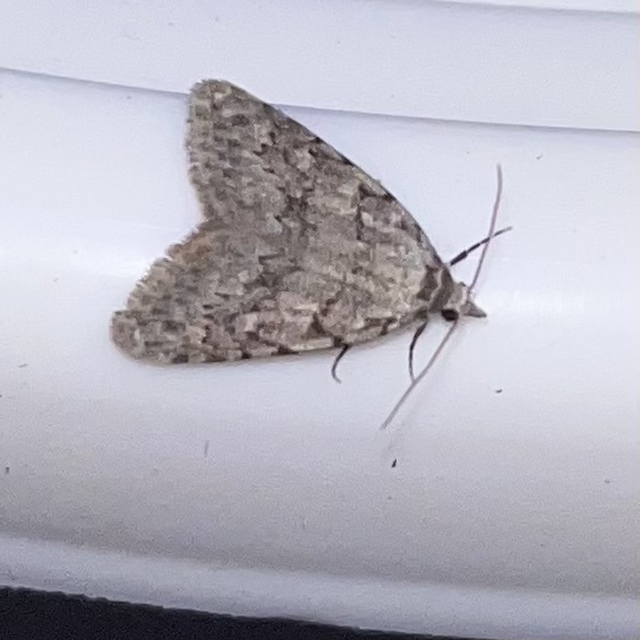 Nola cicatricalis - szürke pamacsosszövő