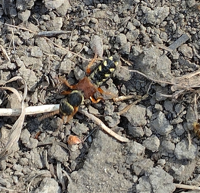 Staphylinus caesareus - aranysujtásos holyva