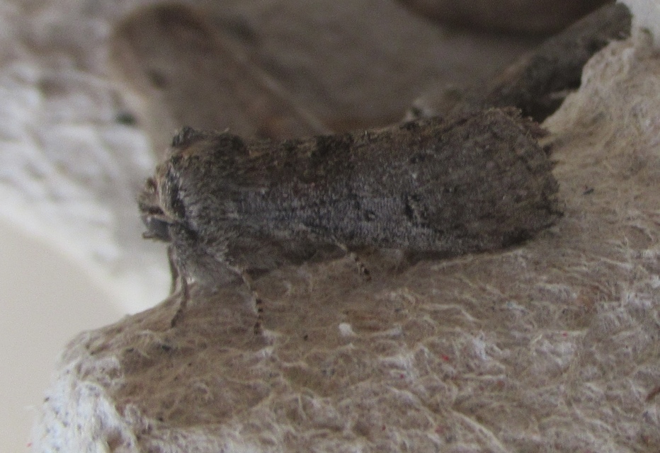 Asphalia ruficollis - vörösnyakú pihésszövő