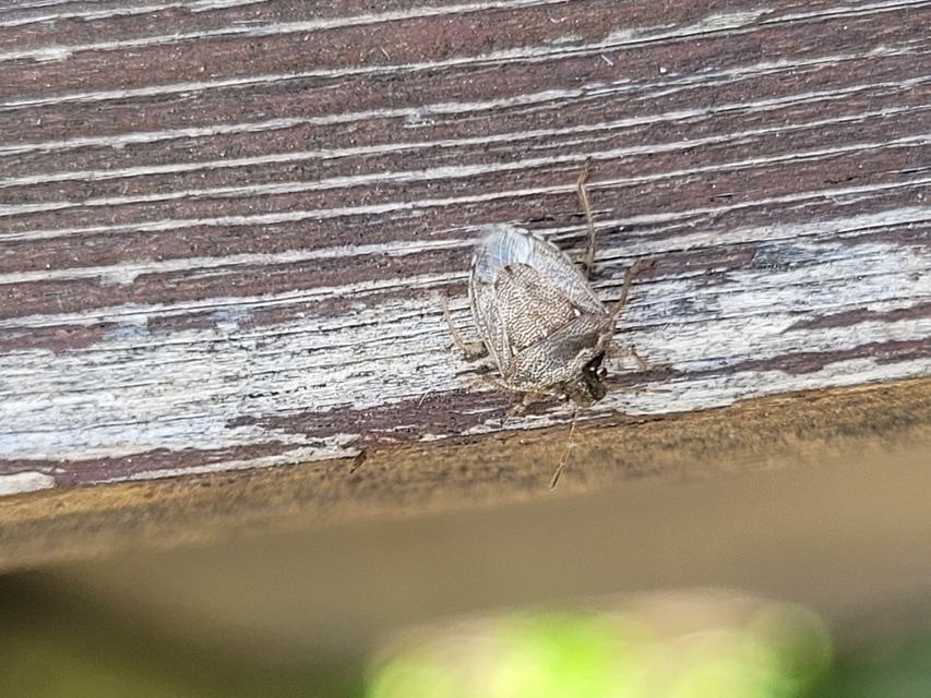 Eysarcoris ventralis - fakó feketefejű-poloska Eysarcoris ventralis - fakó feketefejű-poloska