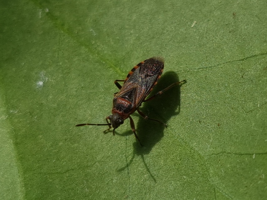 Arocatus melanocephalus