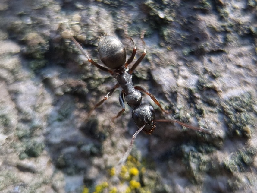 Formica fusca - kormos rabszolgahangya