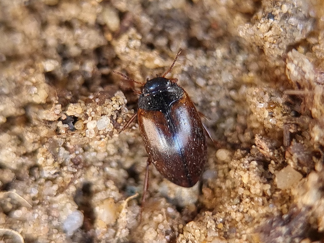 Hydroporus planus - gyakori kiscsíkbogár