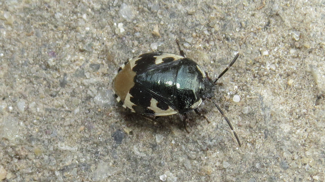 Tritomegas bicolor - foltos földipoloska
